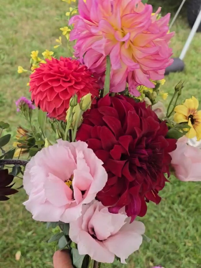 A hand-tied bouquet of deep crimson and blush dahlias with pale pink lisianthus