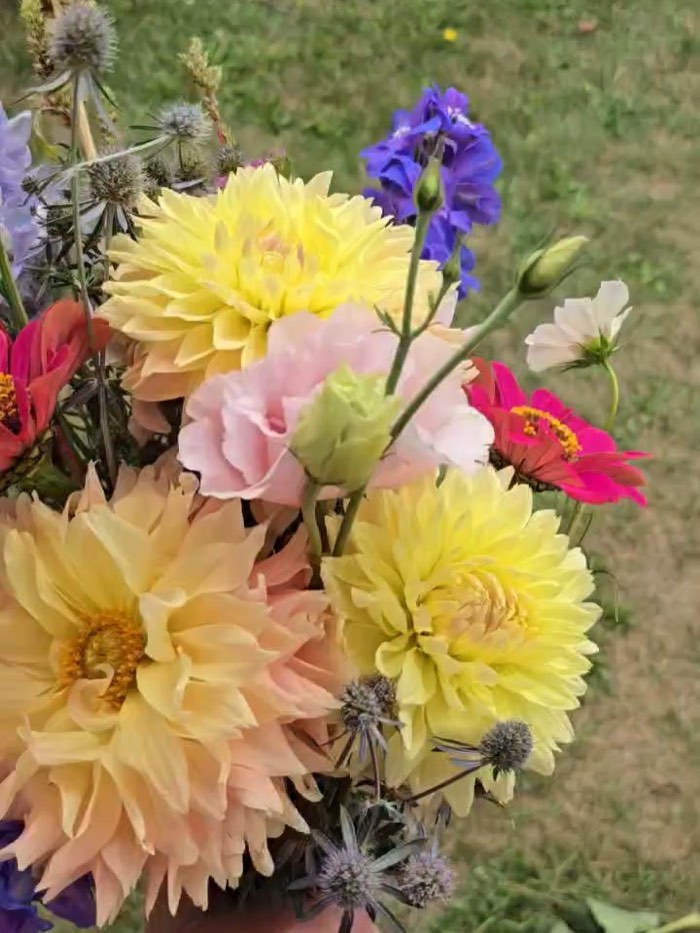 A bouquet of cream and yellow dahlias with blue delphinium, cosmos and sea holly